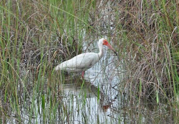 Muitos pássaros no Parque Nacional Everglades, no sul da Flórida, nos Estados Unidos